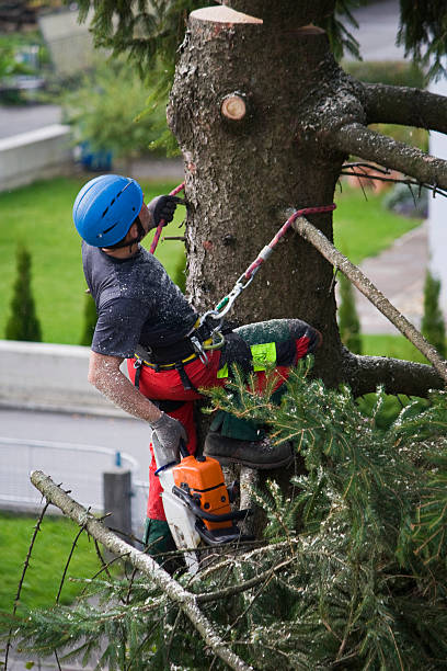 Professional Tree Services in Bradford, RI